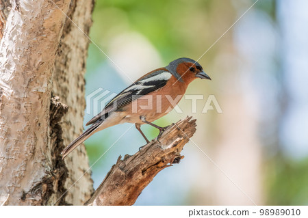 Common chaffinch, Fringilla coelebs, sits on a tree. Common chaffinch in wildlife. Common chaffinch, Fringilla coelebs, sits on a tree. Common chaffinch in wildlife. 98989010