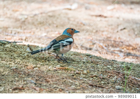 Common chaffinch, Fringilla coelebs, sits on the ground in spring. Common chaffinch in wildlife. 98989011