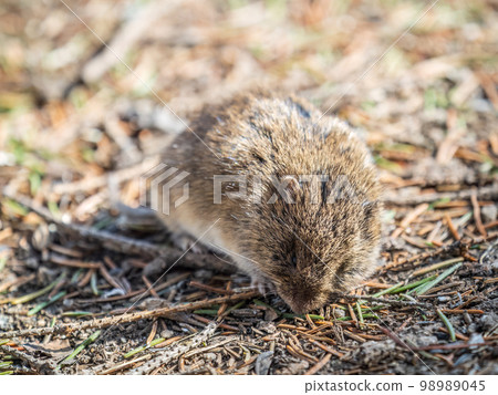 A closeup of a Common vole, Microtus arvalis, on the ground with a blurry background A closeup of a Common vole, Microtus arvalis, on the ground with a blurry background 98989045