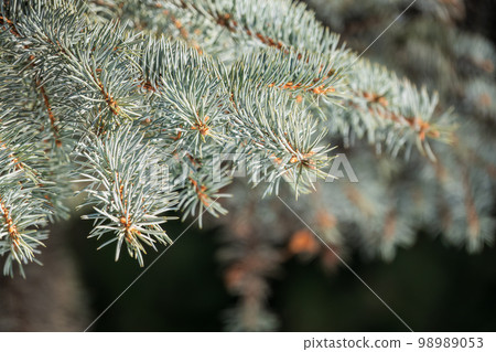 Background of green spruce branches in sunset light Background of green spruce branches in sunset light 98989053