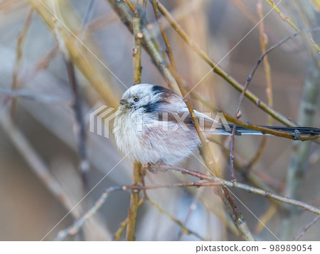 European long-tailed tit, latin name Aegithalos caudatus. A bird sitting on a branch in a deciduous forest. European long-tailed tit, latin name Aegithalos caudatus. A bird sitting on a branch in a deciduous forest. 98989054