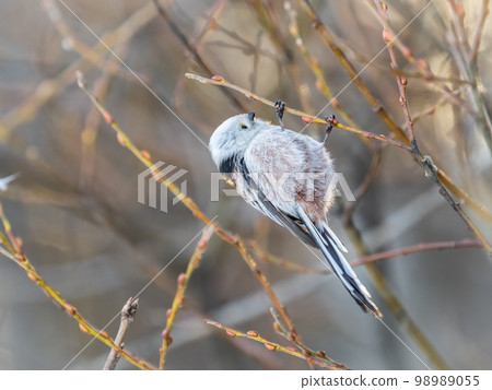 European long-tailed tit, latin name Aegithalos caudatus. A bird sitting on a branch in a deciduous forest. European long-tailed tit, latin name Aegithalos caudatus. A bird sitting on a branch in a deciduous forest. 98989055