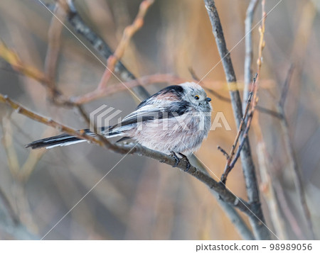 European long-tailed tit, latin name Aegithalos caudatus. A bird sitting on a branch in a deciduous forest. 98989056