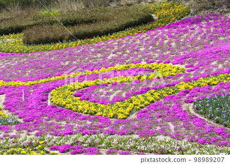 藏王陸奧山腳下的春天盛開的湖畔公園 98989207
