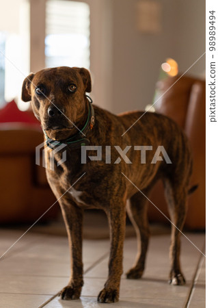 Scared dog staying on the tiled floor in a house. Brindle dog. 98989494