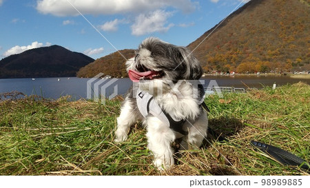 嬉鬧的狗 98989885