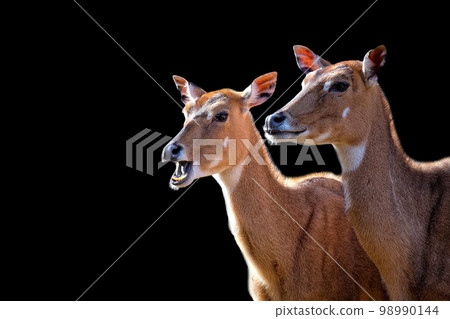 Nilgai on a black background 98990144