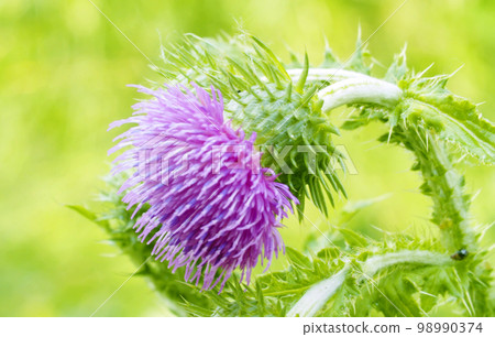 Beautiful lilac wildflower on the lawn Beautiful lilac wildflower on the lawn 98990374