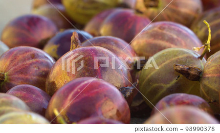 Ripe red gooseberries Ripe red gooseberries 98990378