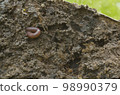 Worm crawling in freshly dug up soil 98990379