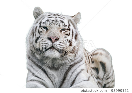 White tiger with black stripes portrait, isolated White tiger with black stripes portrait, isolated 98990521