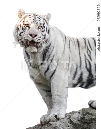 White tiger with black stripes standing on rock 98990526