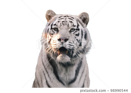 White Tiger Stripes | Sticker