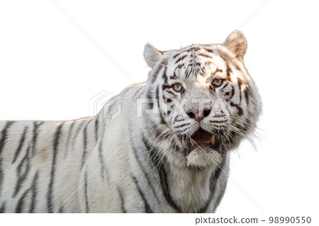 White tiger with black stripes, contrast portrait 98990550