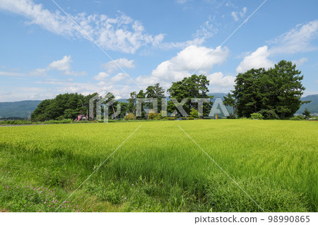 Kazayoke no Matsu (Kazeyoke Park)，長野縣夏季茅野市 98990865
