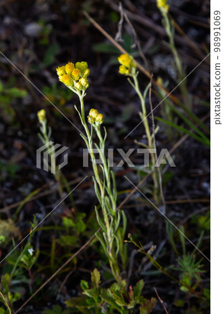 Yellow Mediterranean flowers on the background of the sea with a shallow depth of field. Helichrysum italicum 98991069