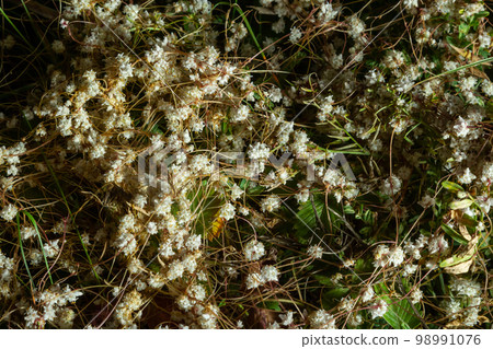 Flora of Gran Canaria - thread-like tangled stems of Cuscuta approximata aka dodder parasitic plant natural macro floral background Flora of Gran Canaria - thread-like tangled stems of Cuscuta approximata aka dodder parasitic plant natural macro floral background 98991076