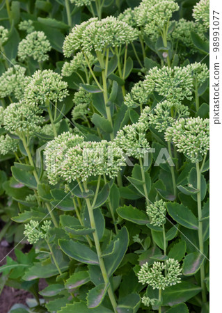 Orpine in early spring with green leaves only .Young shoots of orpine Sedum telephium. Beautiful green plants. Nature background Orpine in early spring with green leaves only .Young shoots of orpine Sedum telephium. Beautiful green plants. Nature background 98991077