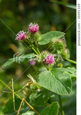 Pink flowers of prickles of a burdock. Medicinal plant. Herbal. Weed growing everywhere. Blossoming burdocks 98991109
