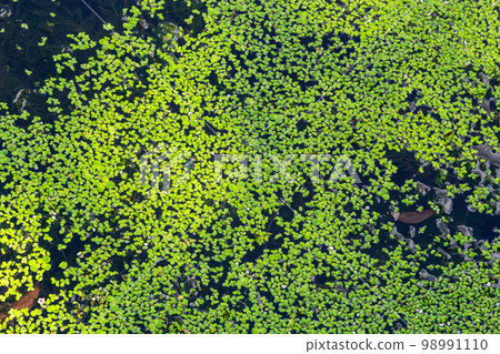 Common Duckweed, Duckweed, Lesser Duckweed, Natural Green Duckweed Lemna perpusilla Torrey on The water for background or texture. close up Green leaf aquatic plant on a water background Common Duckweed, Duckweed, Lesser Duckweed, Natural Green Duckweed Lemna perpusilla Torrey on The water for background or texture. close up Green leaf aquatic plant on a water background 98991110