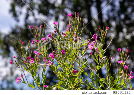 Lythrum salicaria pink flowers, purple loosestrife, spiked loosestrife, purple lythrum on green meadow Lythrum salicaria pink flowers, purple loosestrife, spiked loosestrife, purple lythrum on green meadow 98991122