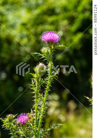 Blessed milk thistle flowers in field, close up. Silybum marianum herbal remedy, Saint Mary's Thistle, Marian Scotch thistle, Mary Thistle 98991124
