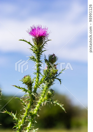 Blessed milk thistle flowers in field, close up. Silybum marianum herbal remedy, Saint Mary's Thistle, Marian Scotch thistle, Mary Thistle 98991126
