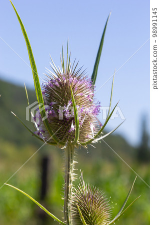 Flowers of wild teasel in autumn, also called Dipsacus fullonum or wilde karde, selected focus, Bokeh Flowers of wild teasel in autumn, also called Dipsacus fullonum or wilde karde, selected focus, Bokeh 98991145