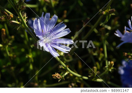 Blooming chicory, common chicory Cichorium intybus. Honey plant, nectar and pollen. Coffee substitute. Used in confectionery, canning production, appetite drinks, infusion of chicory inflorescence 98991147