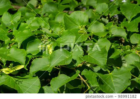 Close up view of linden tree before blooming on a summer's day 98991182