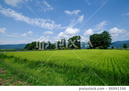 Kazayoke no Matsu (Kazeyoke Park), Chino City, Summer, Nagano Prefecture 98991386