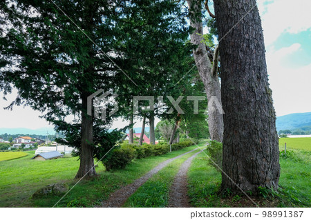 Kazayoke no Matsu (Kazeyoke Park), Chino City, Summer, Nagano Prefecture 98991387