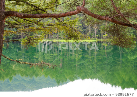 長野縣夏季（8 月）茅野市 Mishaka Pond 98991677