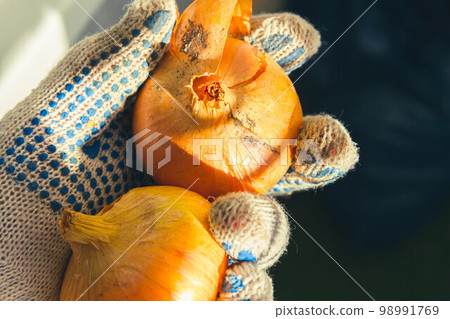 Onions in hands of man in gloves, illuminated by bright rays of sun. 98991769
