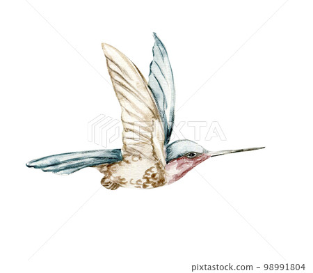 Watercolor set of hand drawn blue ummingbird. Hand-drawn with watercolour on a white isolated background. Perfect for wedding invitation, greetings card, posters, party decor. Watercolor set of hand drawn blue ummingbird. Hand-drawn with watercolour on a white isolated background. Perfect for wedding invitation, greetings card, posters, party decor. 98991804