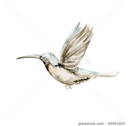 Watercolor set of hand drawn blue ummingbird. Hand-drawn with watercolour on a white isolated background. Perfect for wedding invitation, greetings card, posters, party decor. Watercolor set of hand drawn blue ummingbird. Hand-drawn with watercolour on a white isolated background. Perfect for wedding invitation, greetings card, posters, party decor. 98991805