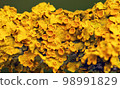 Yellow maritime sunburst lichen - Xanthoria parietina - background 98991829