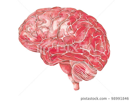 Structure of the human brain. Side Lateral view. Medical watercolor anatomy illustration. Hand drawn elegant anatomical brain art Structure of the human brain. Side Lateral view. Medical watercolor anatomy illustration. Hand drawn elegant anatomical brain art 98991846
