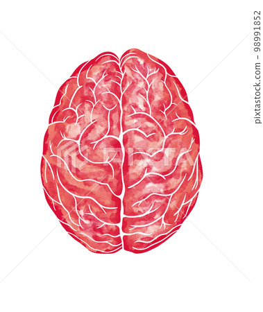 Watercolor anatomical human Brain in superior View. Brain illustration isolated on white background. Medical art 98991852