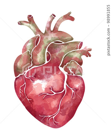 Hand-drawn watercolor anatomical heart in soft pink and green tones 98991855