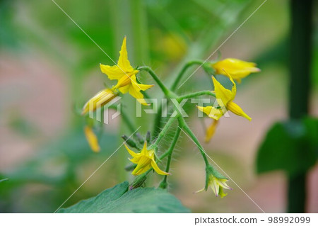 番茄花 98992099