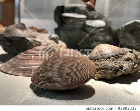 Focus of fossil sea shells Focus of fossil sea shells 98992332