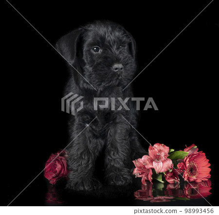 miniature schnauzer in studio 98993456