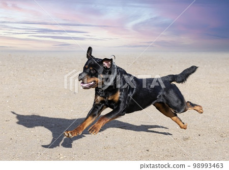 training of rottweiler training of rottweiler 98993463