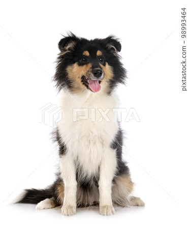 rough collie in studio rough collie in studio 98993464