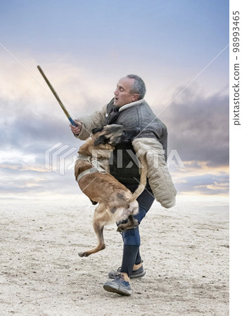 training of belgian shepherd training of belgian shepherd 98993465