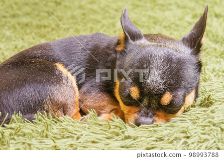 Chihuahua is sleeping on a green blanket. Dog close-up macro photo of mini breed. A pet, an animal. Chihuahua is sleeping on a green blanket. Dog close-up macro photo of mini breed. A pet, an animal. 98993788