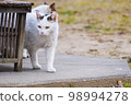 A cat peeking out from a wooden bench, looking for something? The tension that can't be hidden [black and white] 98994278