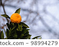 Citrus fruit on a cold winter day [February] 98994279