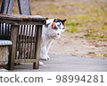 A white cat having a serious meeting 98994281